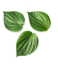 betel-leaf-oil-img