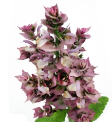 clary-sage-oil-img