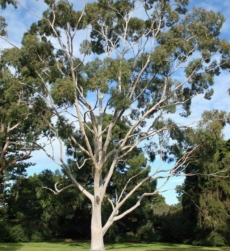 eucalyptus-citriodora_img1