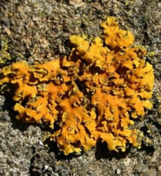 lichen (1)