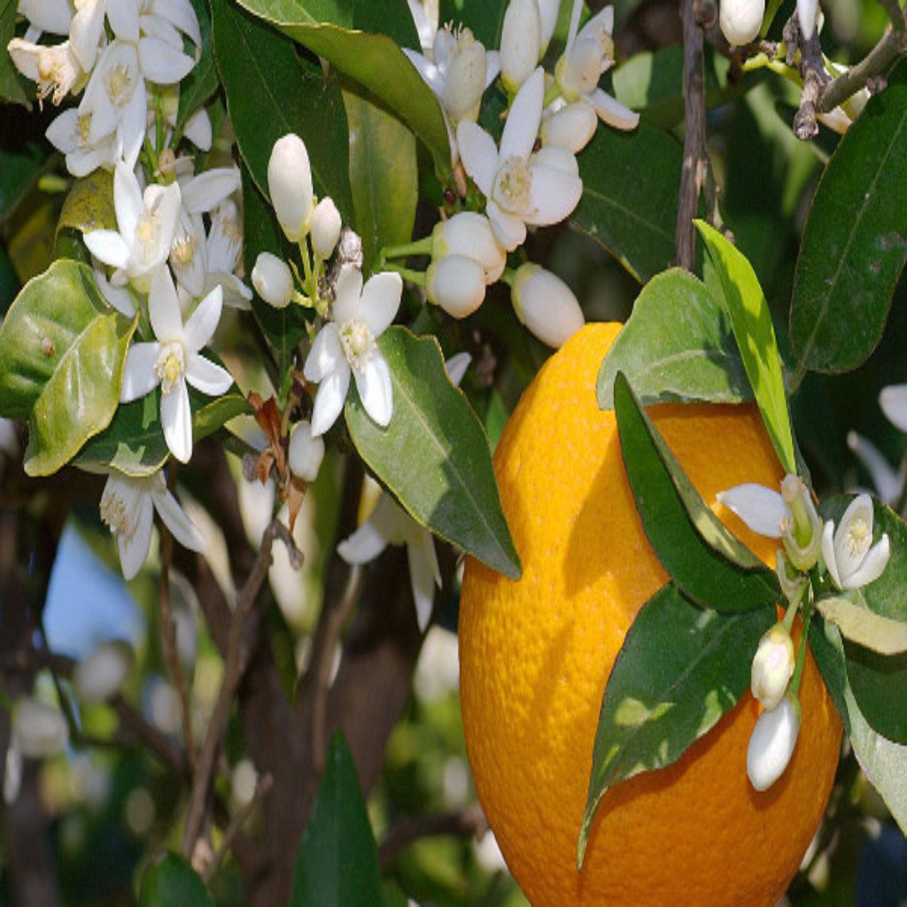 Neroli Essential Oil (Orange Blossom) – Herb Stop - Arizona's