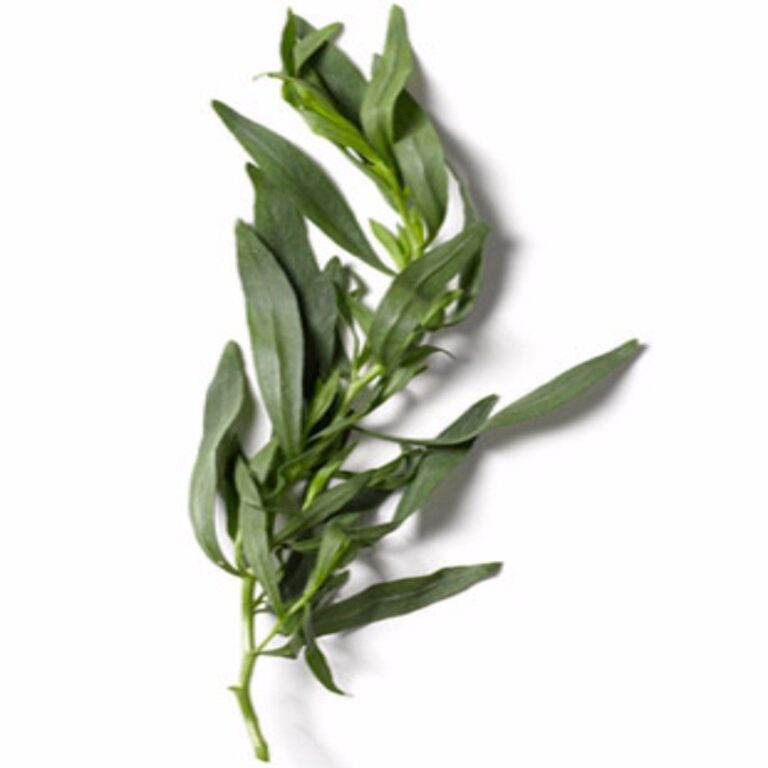 Tarragon Essential Oil Moksha Lifestyle Products