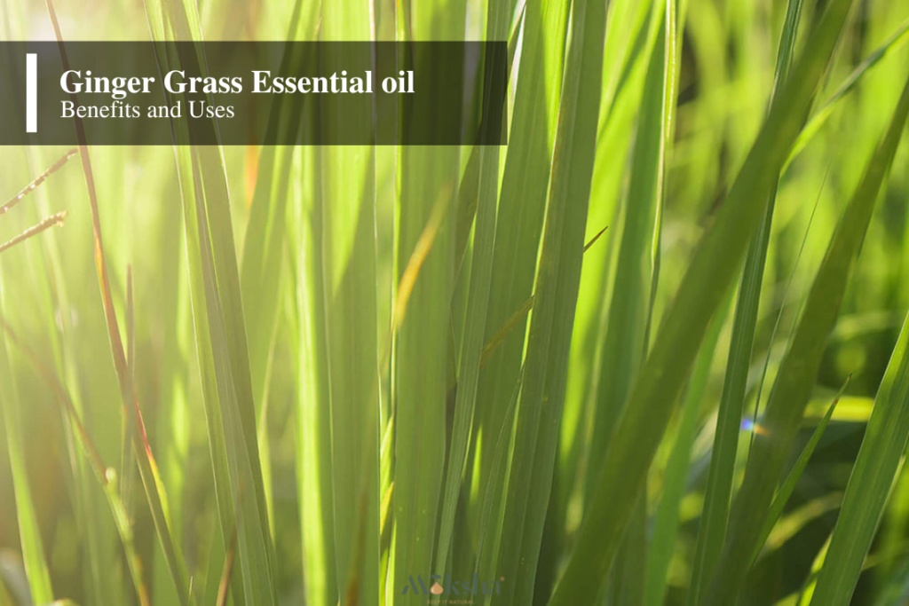 Best Benefits & Uses of Ginger Grass Essential Oil
