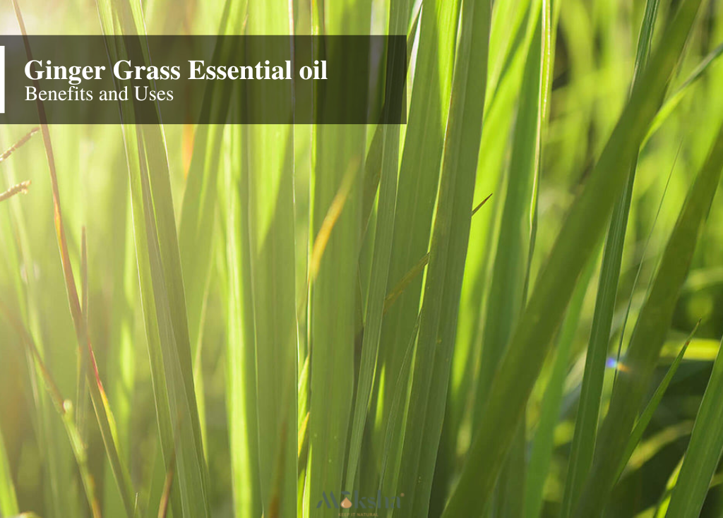 Top Benefits & Uses of Ginger Grass Essential Oil