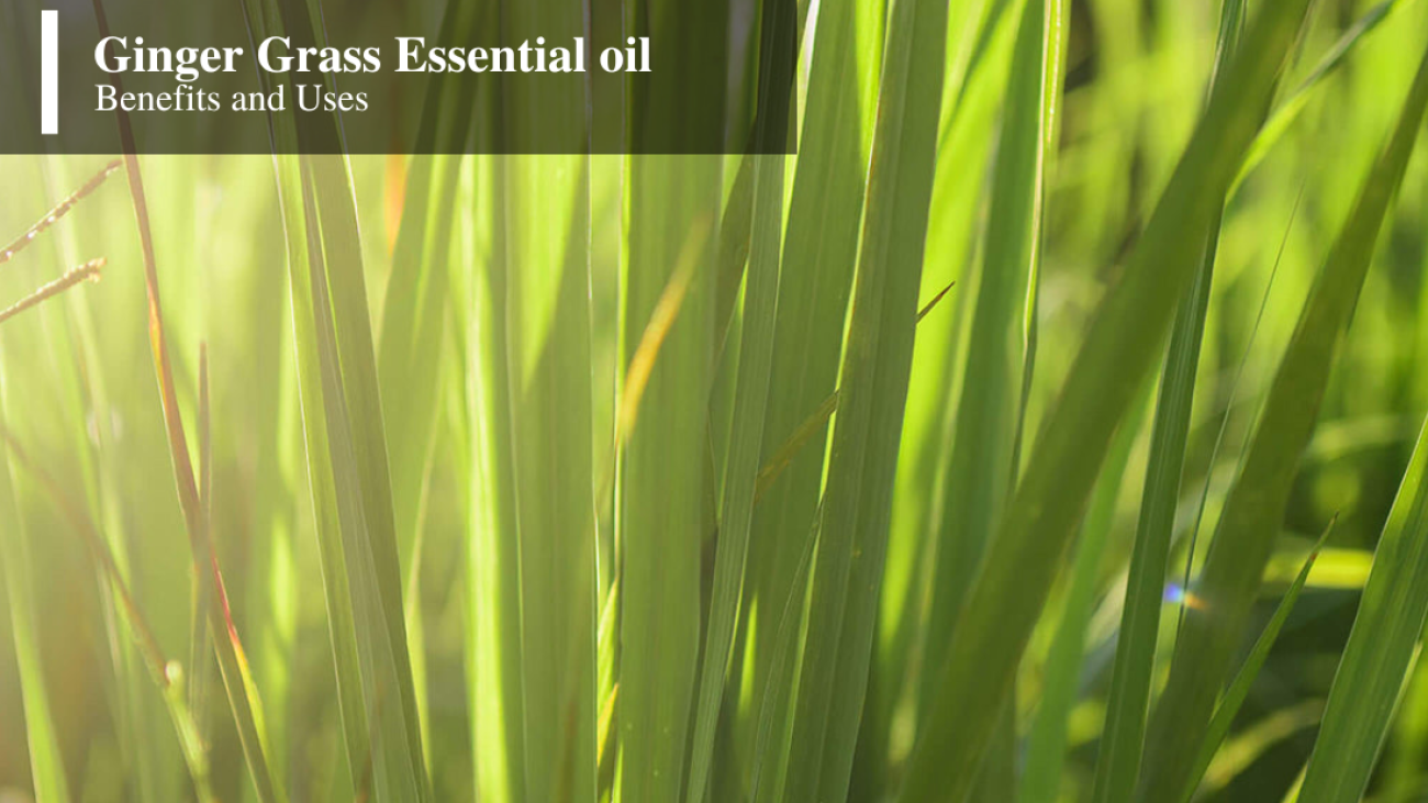 Best Benefits & Uses of Ginger Grass Essential Oil