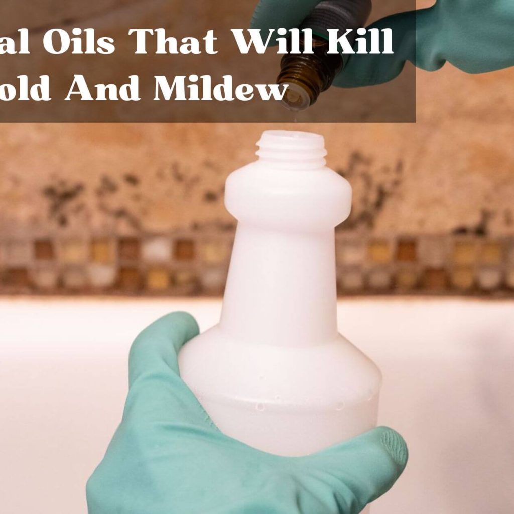 Essential Oils That Will Kill Mold And Mildew