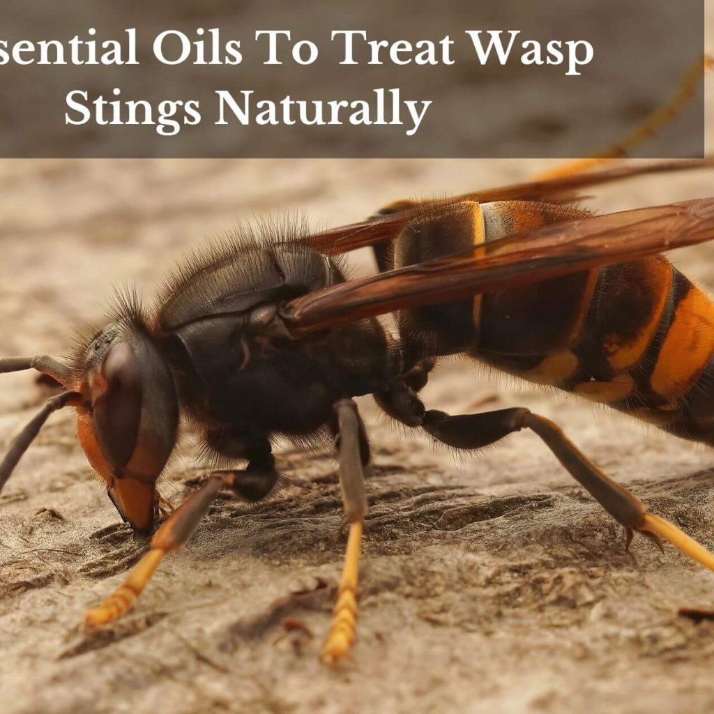 5 Essential Oils To Treat Wasp Stings Naturally