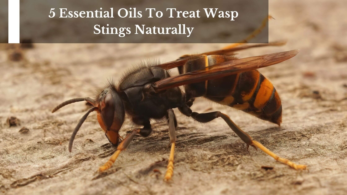 5-Essential-Oils-To-Treat-Wasp-Stings-Naturally-1