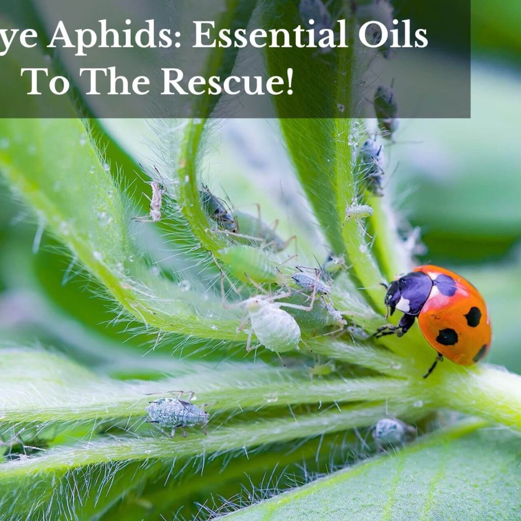 Bye-Bye Aphids: Essential Oils To The Rescue!