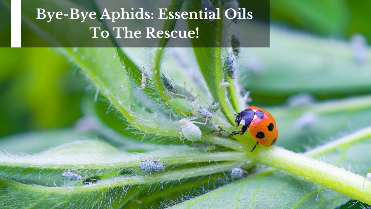 Bye-Bye-Aphids-Essential-Oils-To-The-Rescue-1