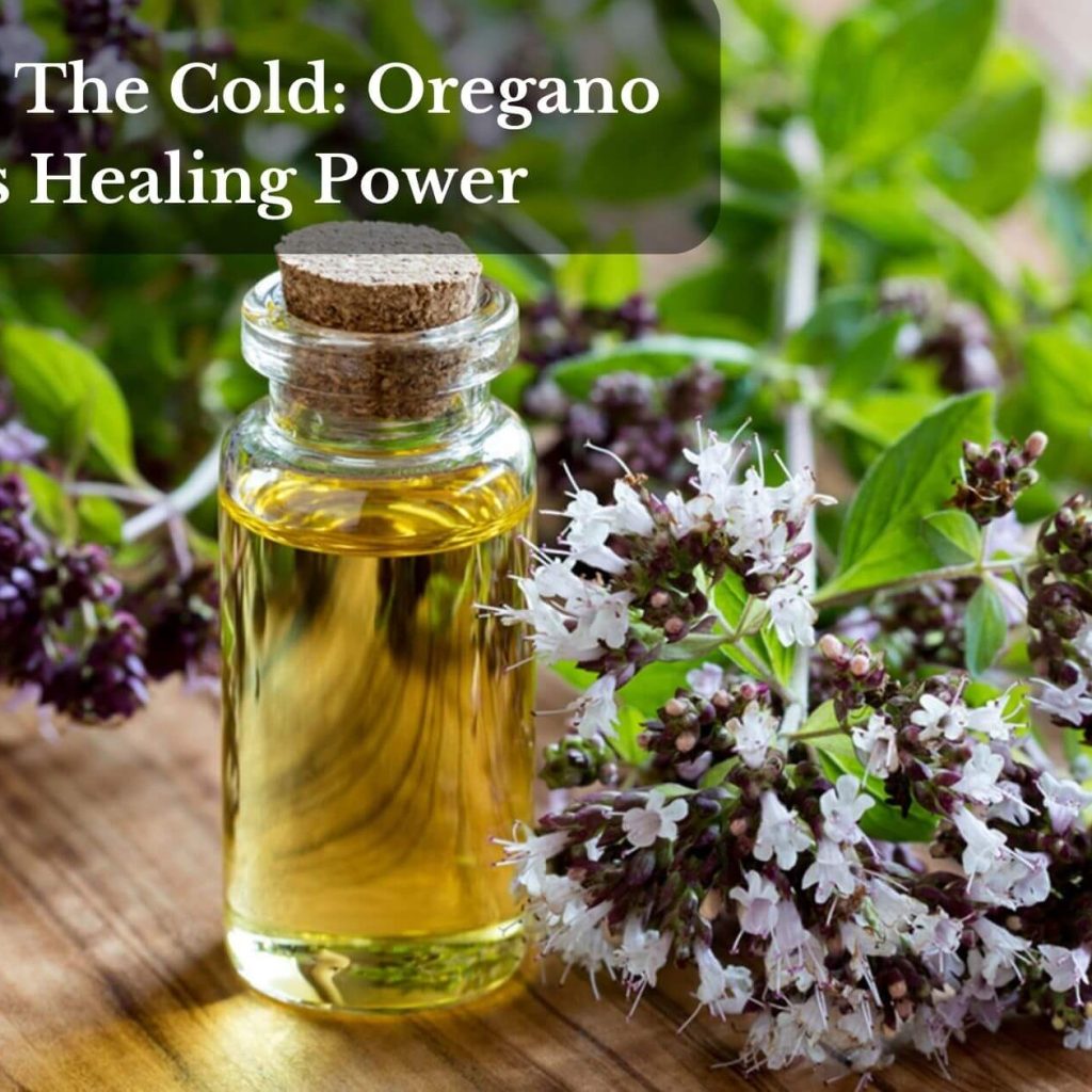 Combat The Cold: Oregano Oil’s Healing Power