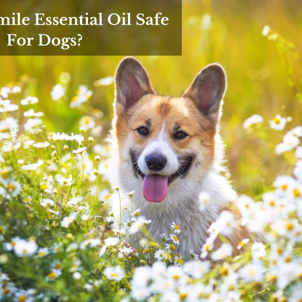 Is Chamomile Essential Oil Safe For Dogs?