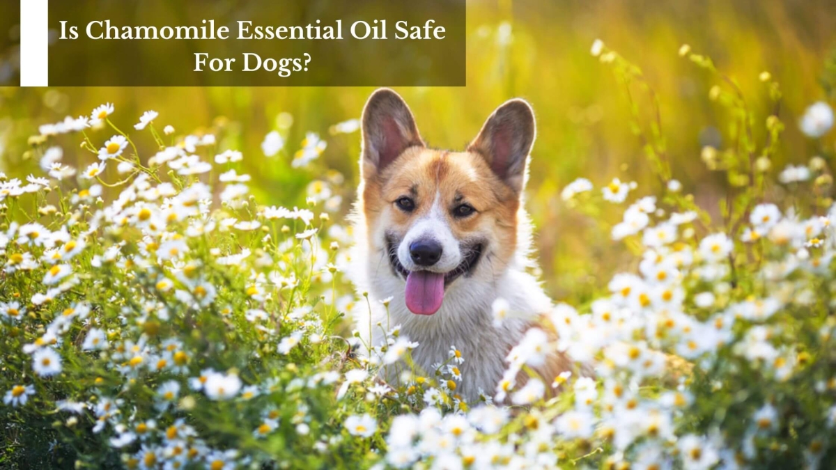 Is-Chamomile-Essential-Oil-Safe-For-Dogs-1