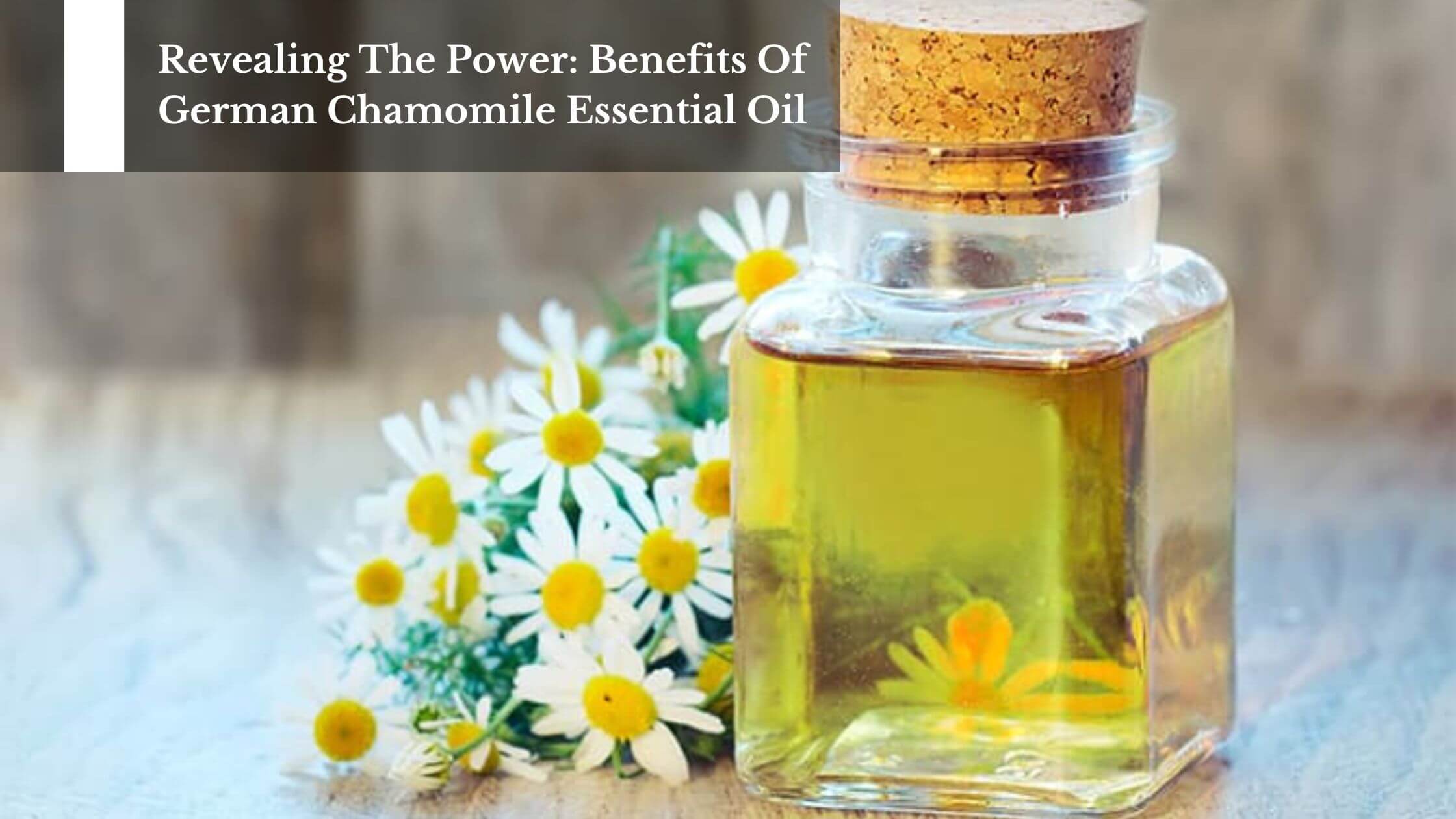 Roman Chamomile Essential Oil for Stress Relief, Sleep and