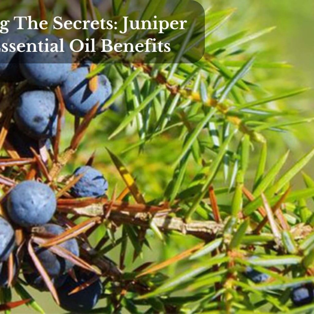 Unlocking The Secrets: Juniper Berry Essential Oil Benefits