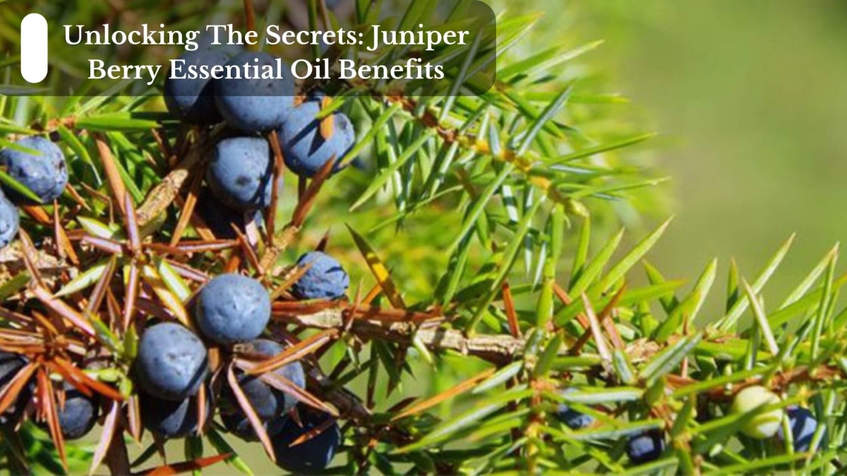 Unlocking-The-Secrets-Juniper-Berry-Essential-Oil-Benefits-1