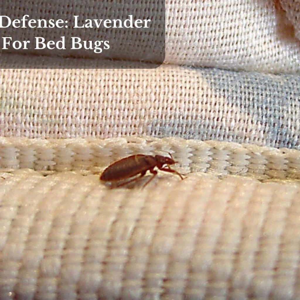 Natural Defense: Lavender Oil For Bed Bugs
