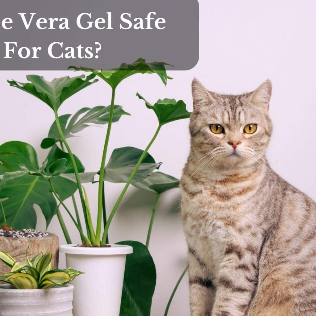 Is Aloe Vera Gel Safe For Cats?