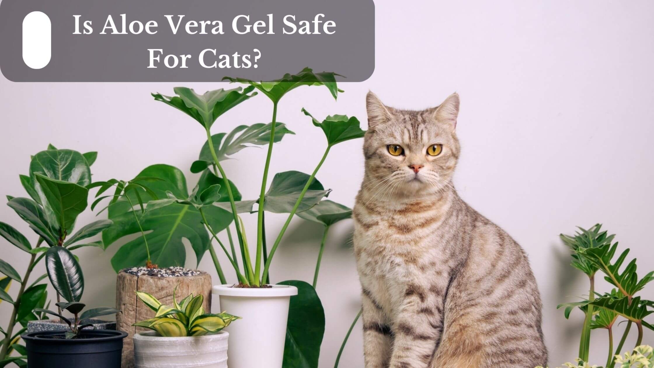 Is Aloe Vera Gel Safe For Cats?