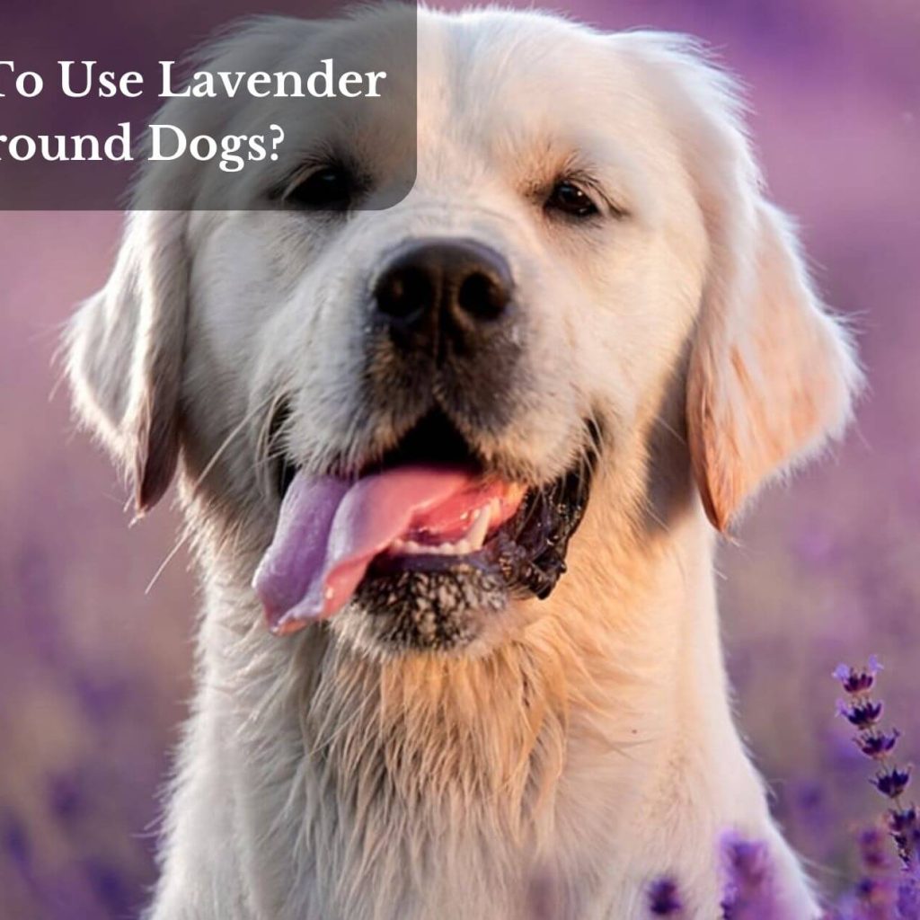 Is It Safe To Use Lavender Oil Around Dogs?