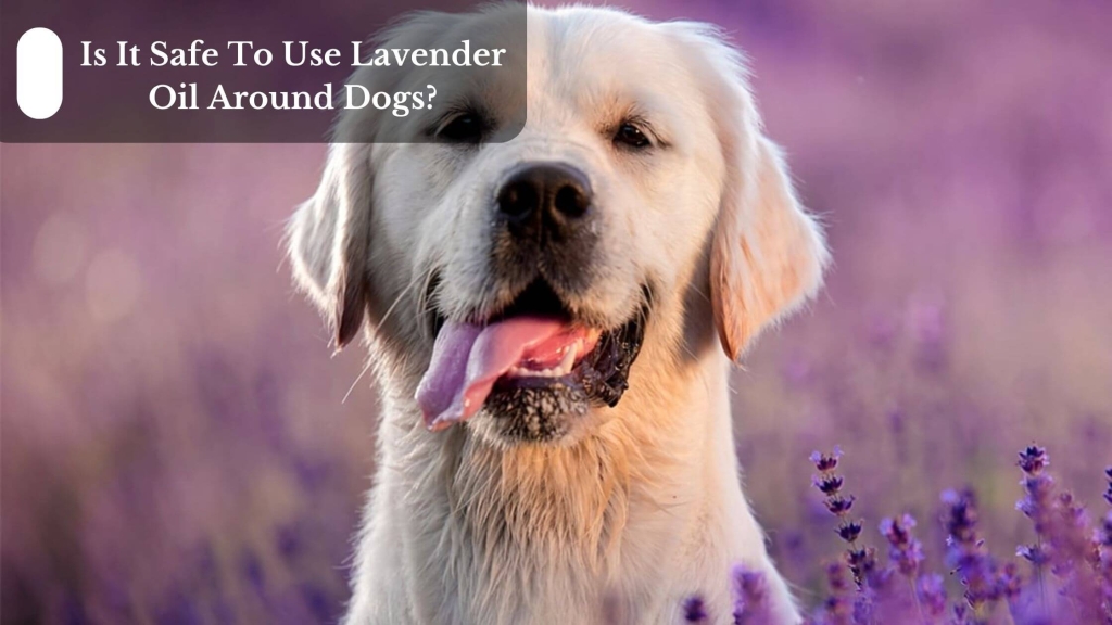 Is It Safe To Use Lavender Oil Around Dogs?