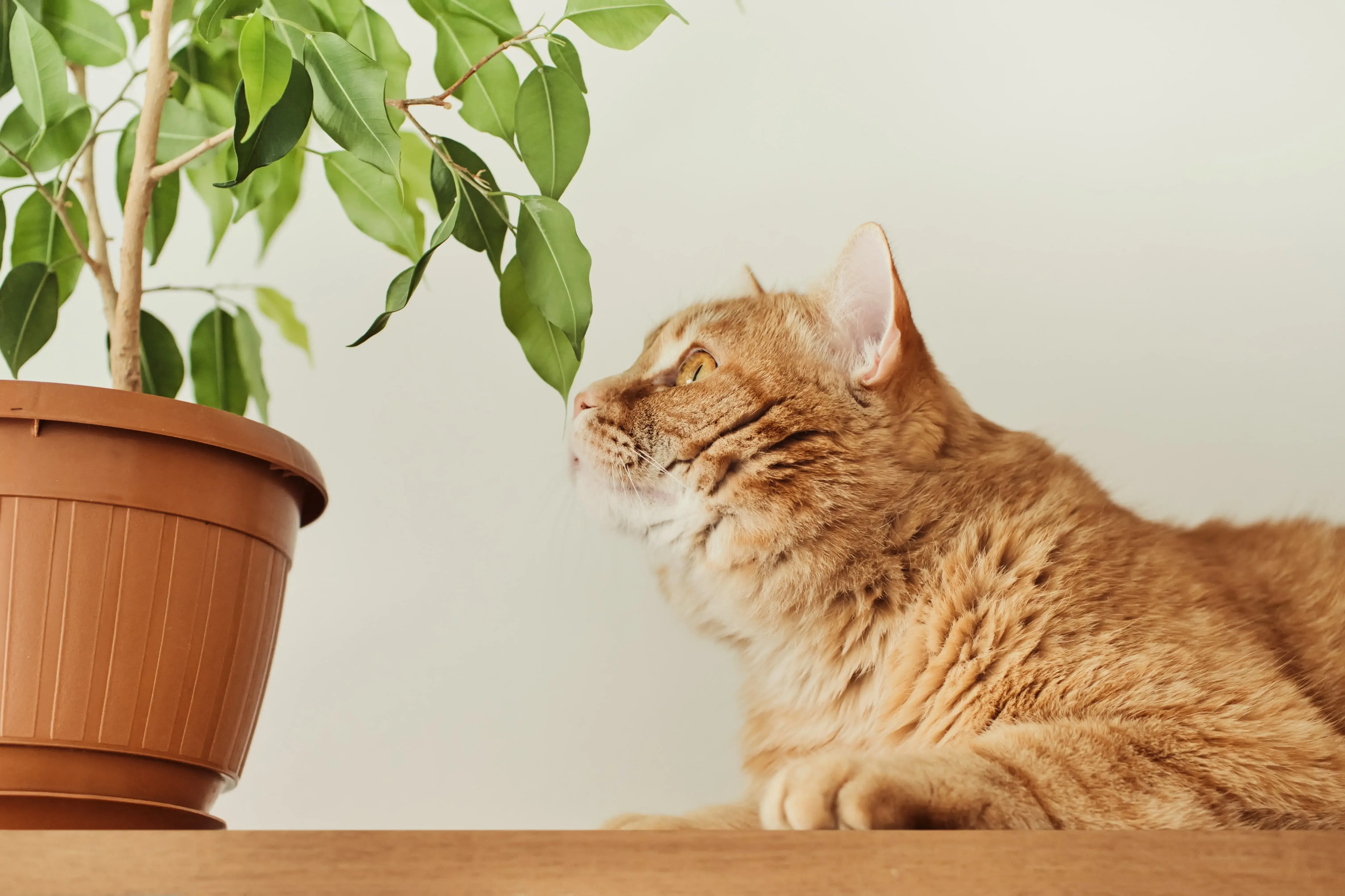Is Aloe Vera Gel Safe For Cats?