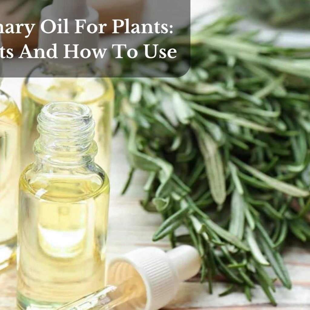 Rosemary Oil For Plants: Benefits And How To Use