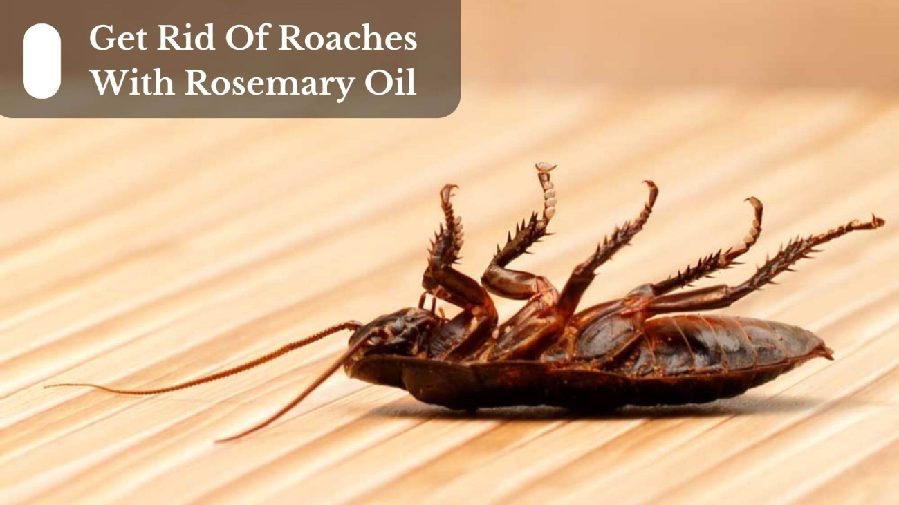 Get-Rid-Of-Roaches-With-Rosemary-Oil-1