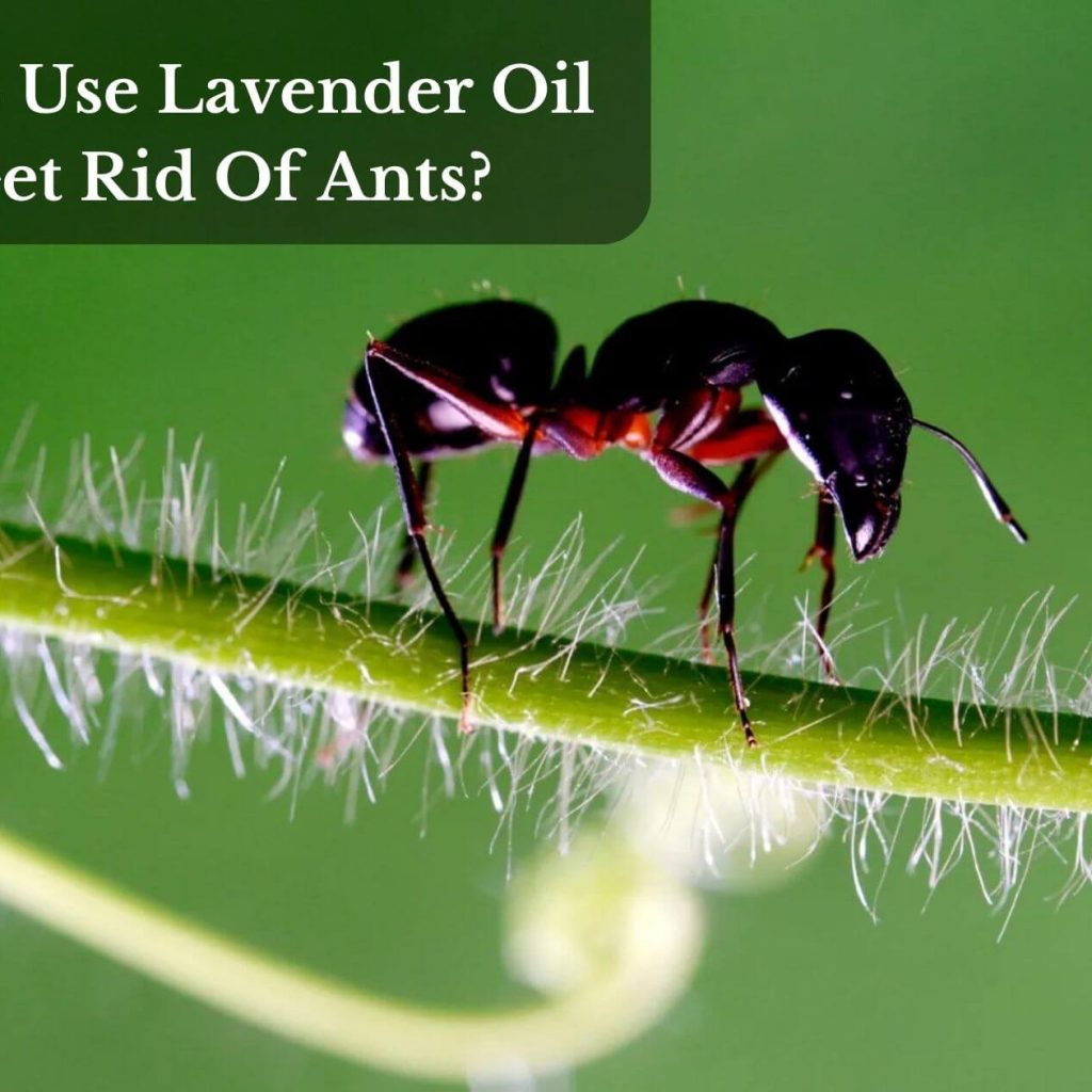 How To Use Lavender Oil To Get Rid Of Ants?