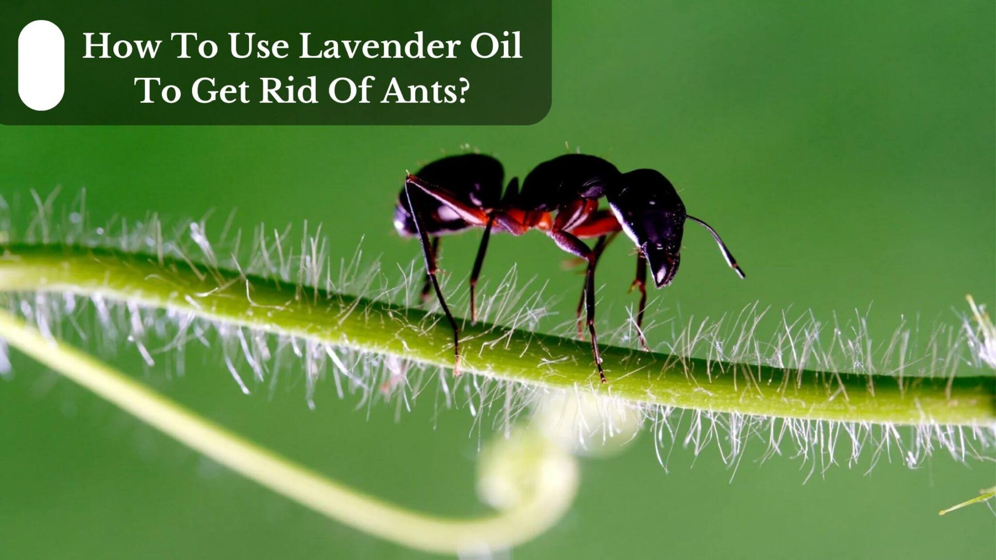 How To Use Lavender Oil To Get Rid Of Ants?