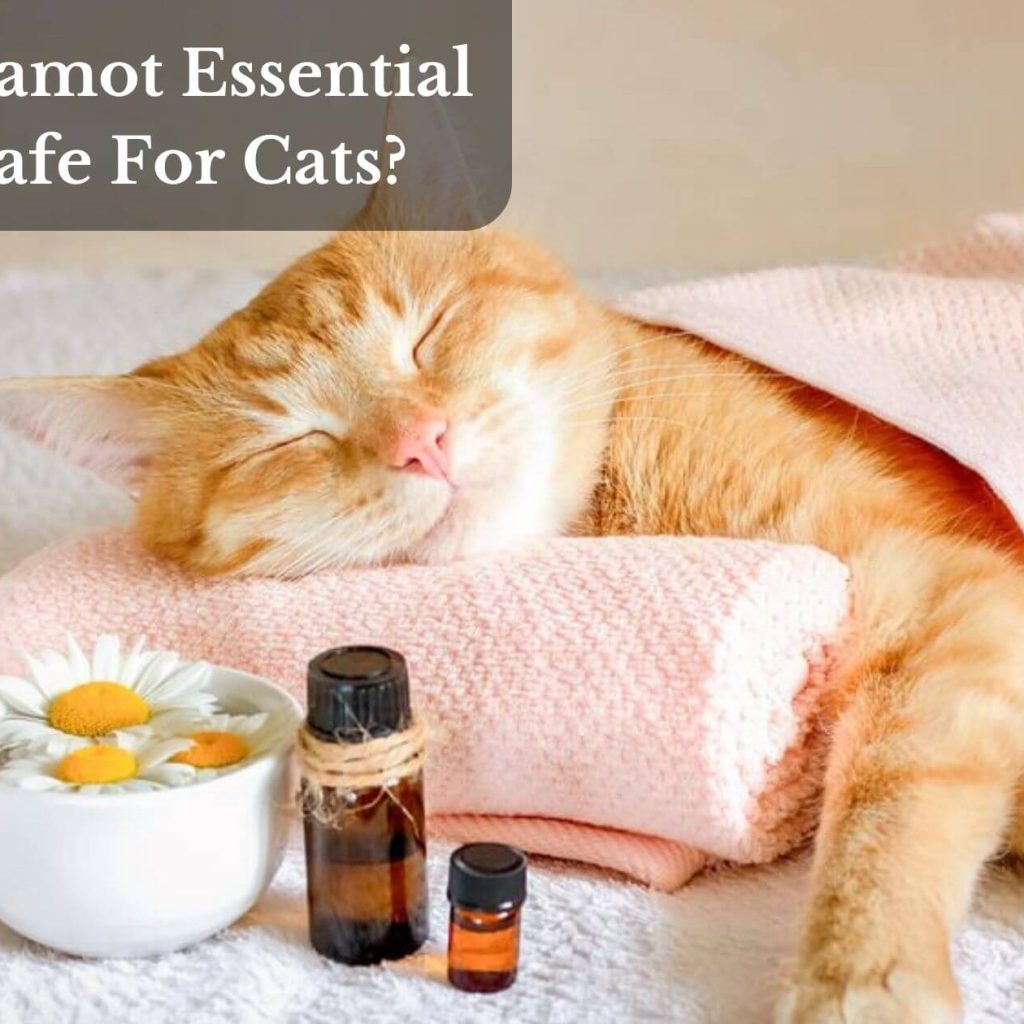Is Bergamot Essential Oil Safe For Cats?