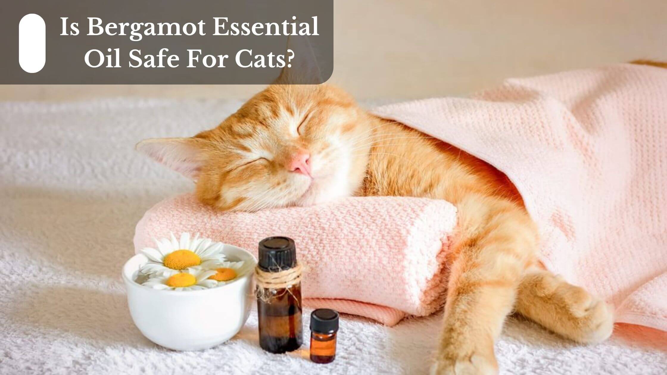 Which Essential Oils Are Safe for Cats 