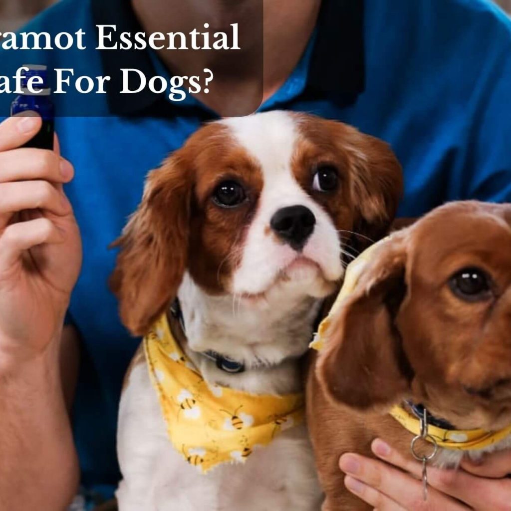 Is Bergamot Essential Oil Safe For Dogs?