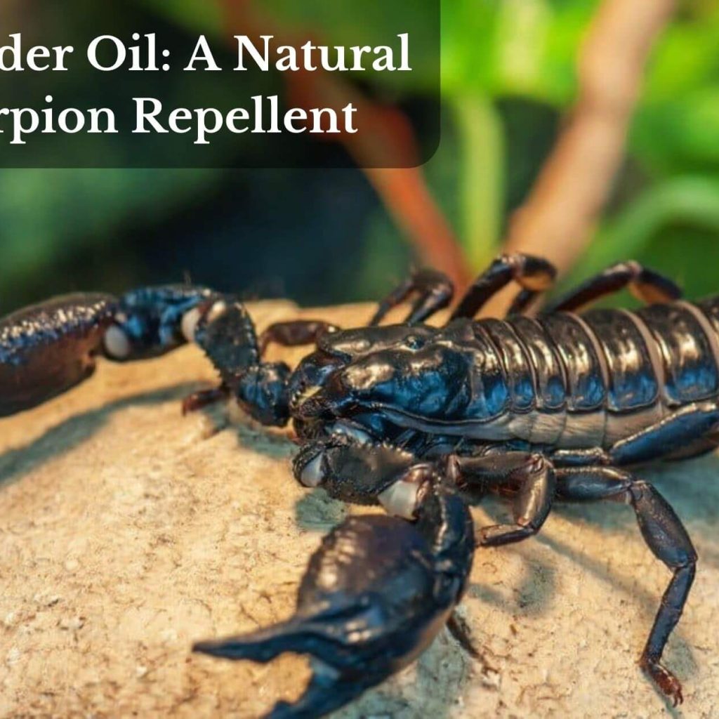 Lavender Oil: A Natural Scorpion Repellent