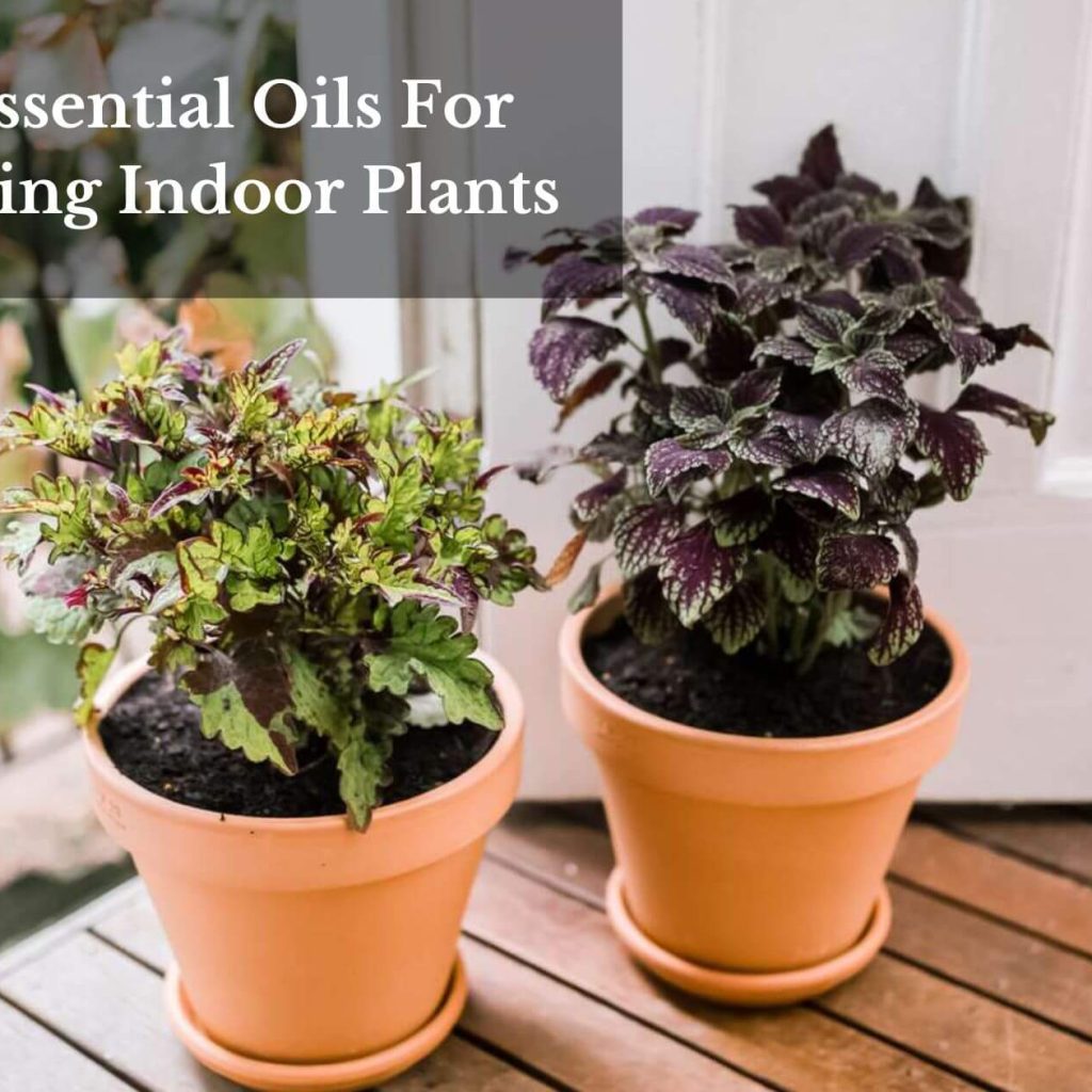 10 Essential Oils For Thriving Indoor Plants