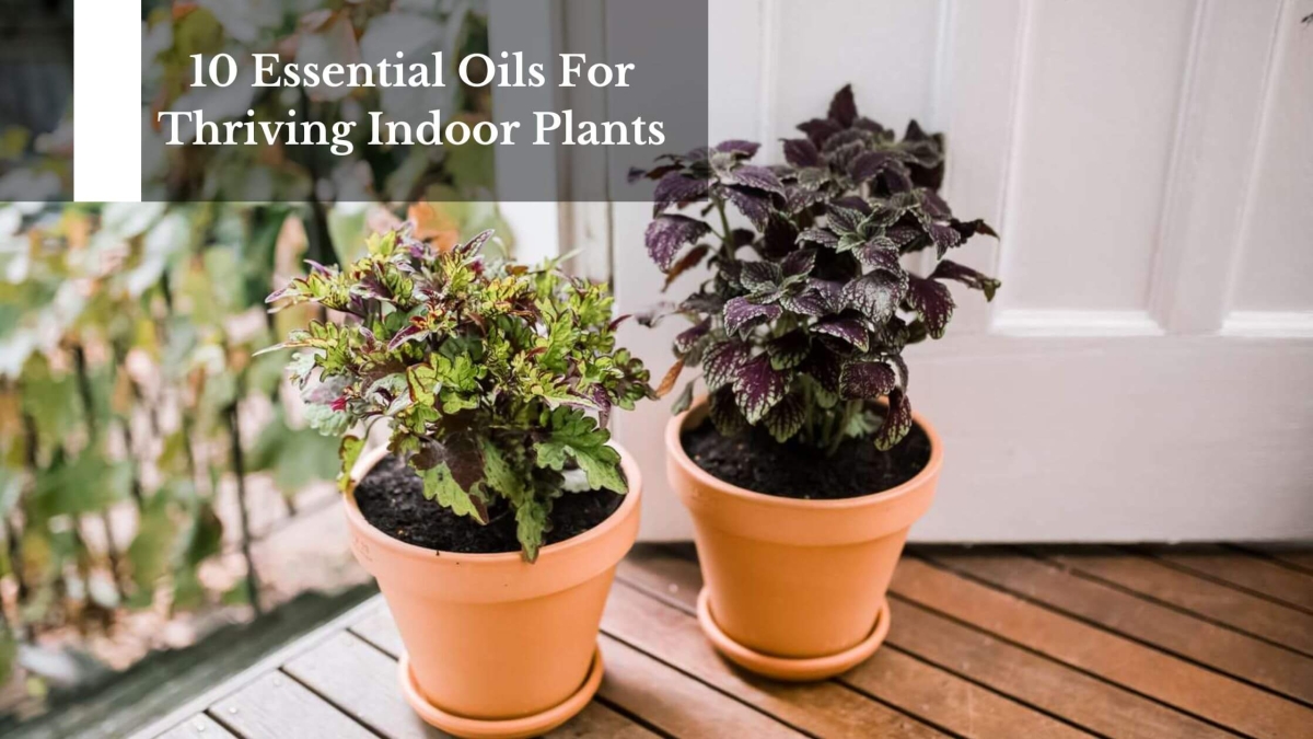 10-Essential-Oils-For-Thriving-Indoor-Plants-1