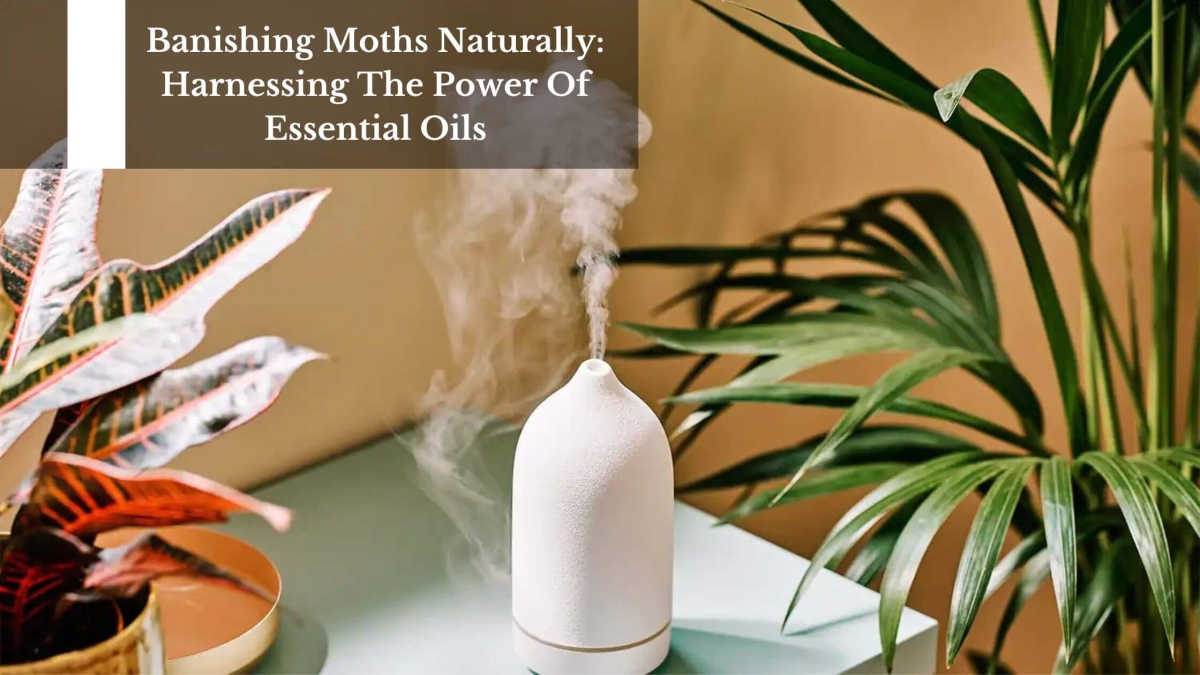 Banishing-Moths-Naturally-Harnessing-The-Power-Of-Essential-Oils-1