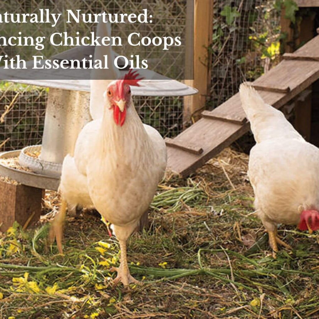 Naturally Nurtured: Enhancing Chicken Coops With Essential Oils