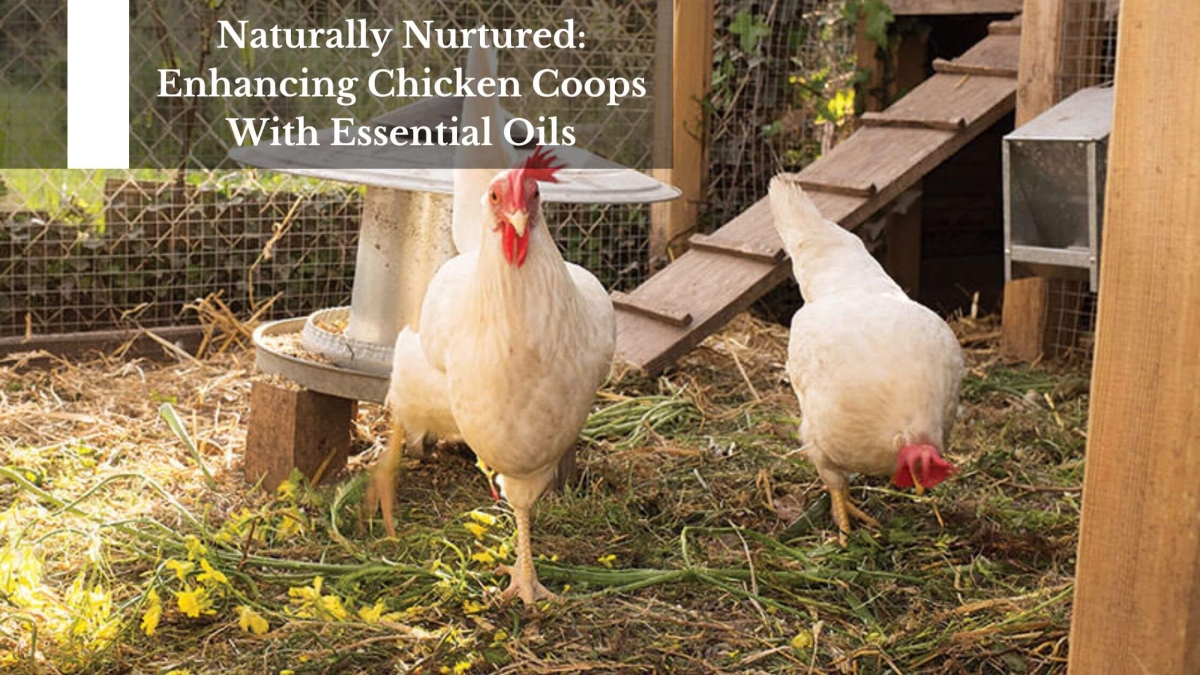 Enhancing-Chicken-Coops-With-Essential-Oils-1