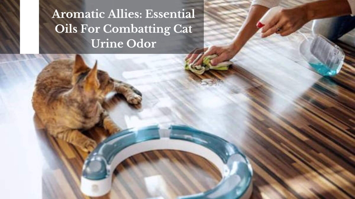 Essential-Oils-For-Combatting-Cat-Urine-Odor-1