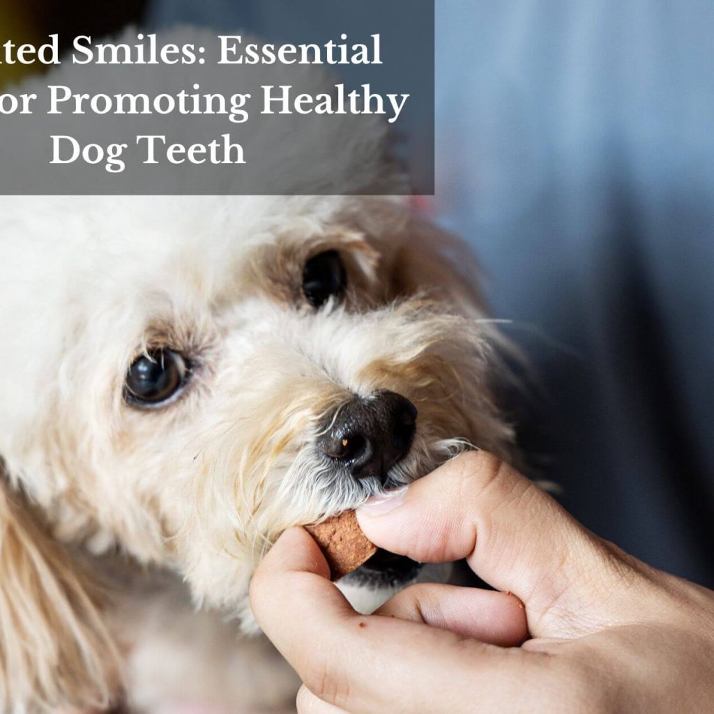 Scented Smiles: Essential Oils For Promoting Healthy Dog Teeth