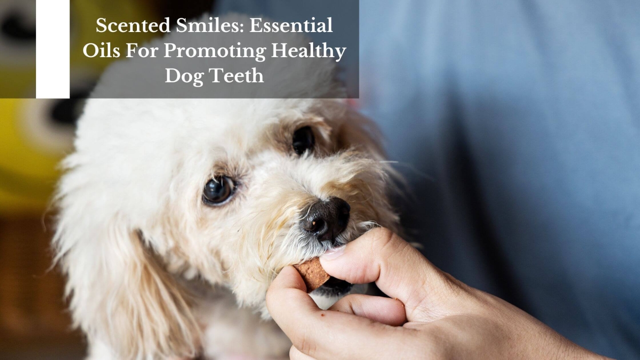 Scented-Smiles-Essential-Oils-For-Promoting-Healthy-Dog-Teeth-1