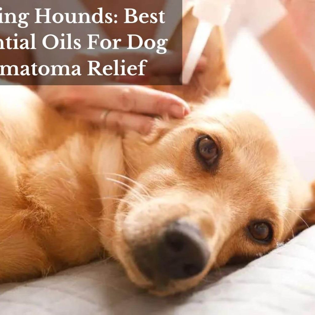 Healing Hounds: Best Essential Oils For Dog Hematoma Relief