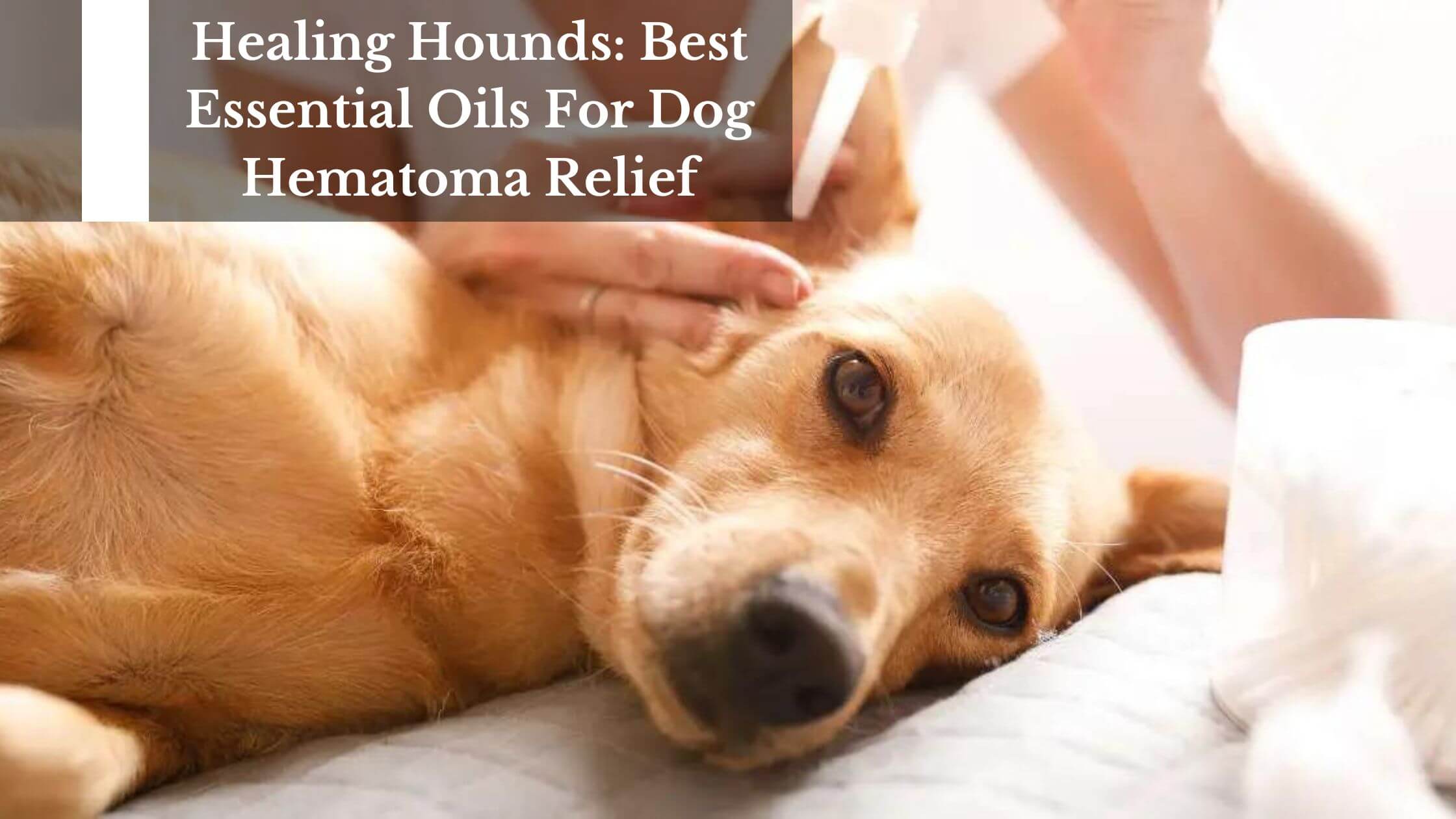 Healing Hounds Best Essential Oils For Dog Hematoma Relief