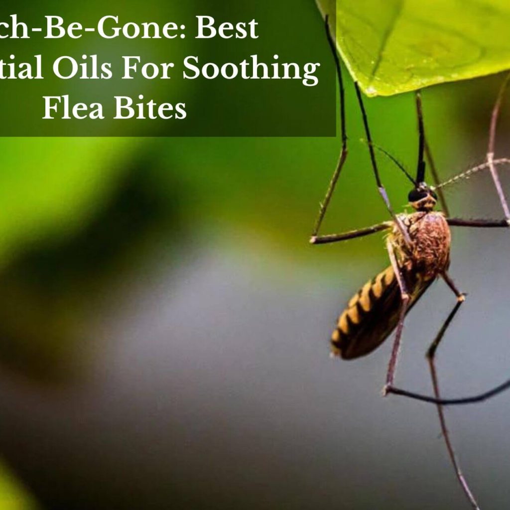 Itch-Be-Gone: Best Essential Oils For Soothing Flea Bites
