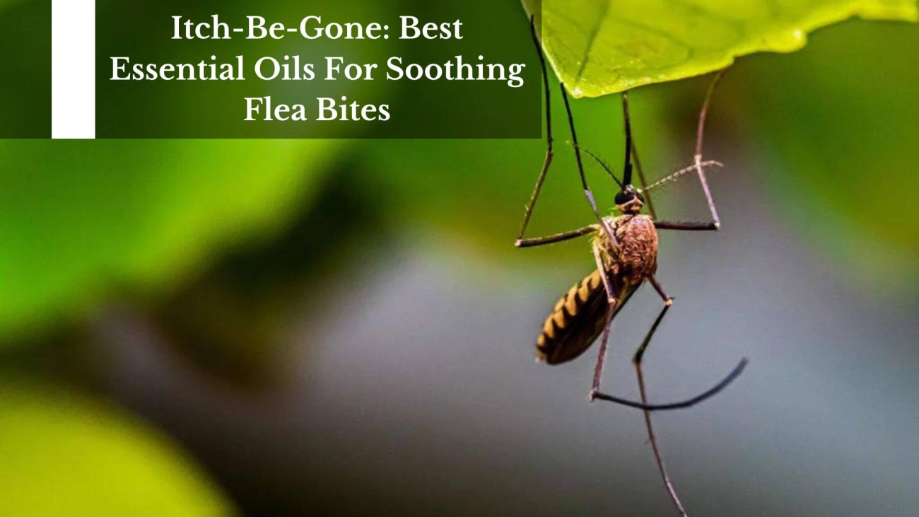 Itch-Be-Gone-Best-Essential-Oils-For-Soothing-Flea-Bites-1