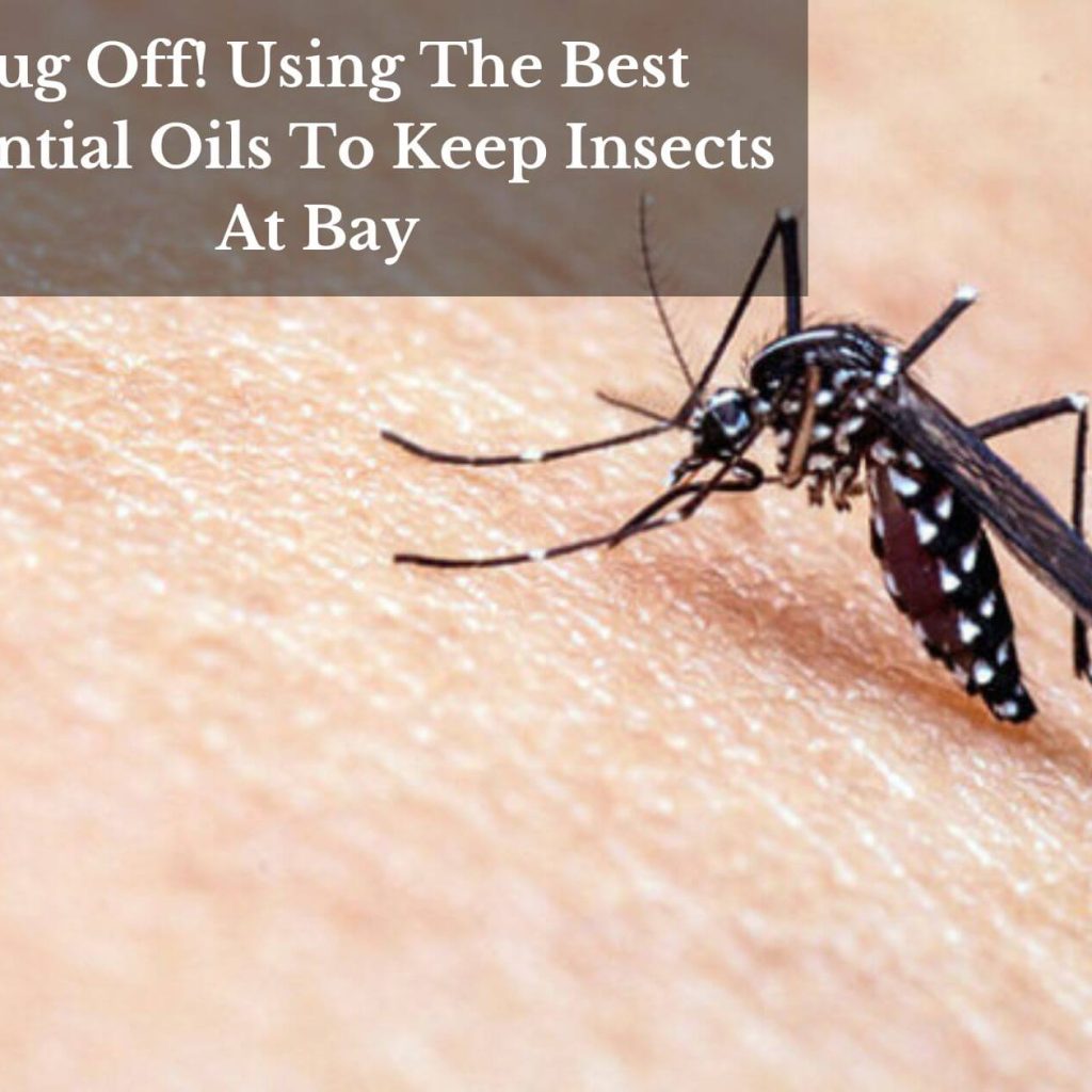 Bug Off! Using The Best Essential Oils To Keep Insects At Bay