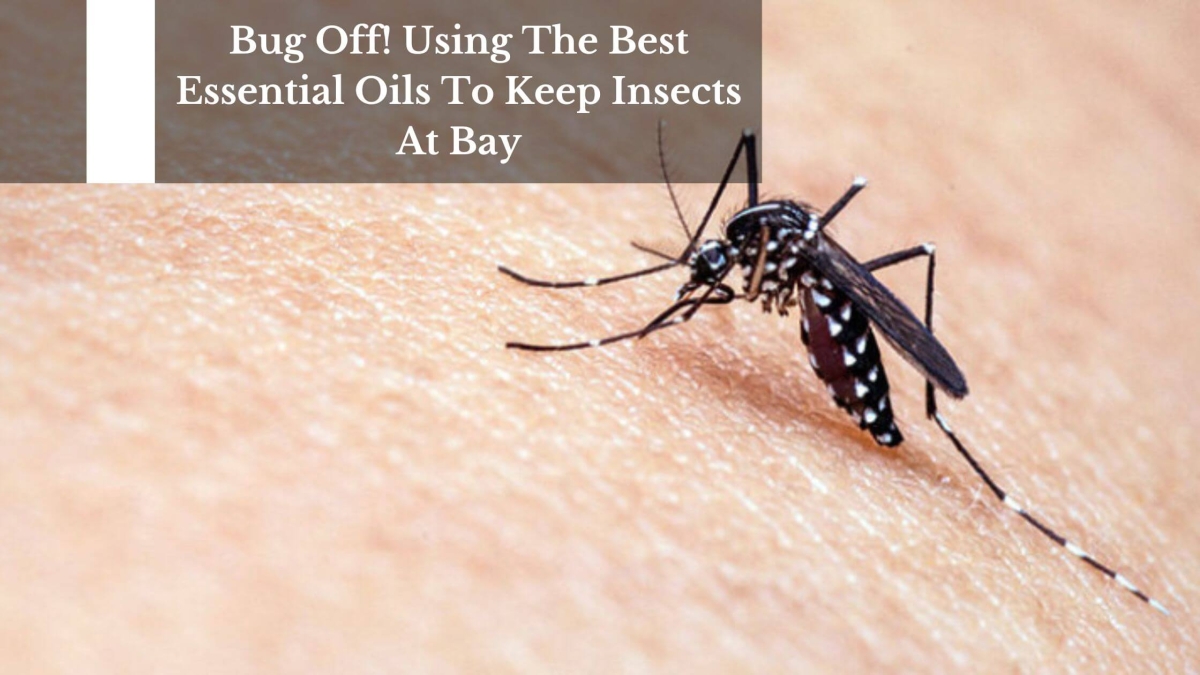 Bug-Off-Using-The-Best-Essential-Oils-To-Keep-Insects-At-Bay-1