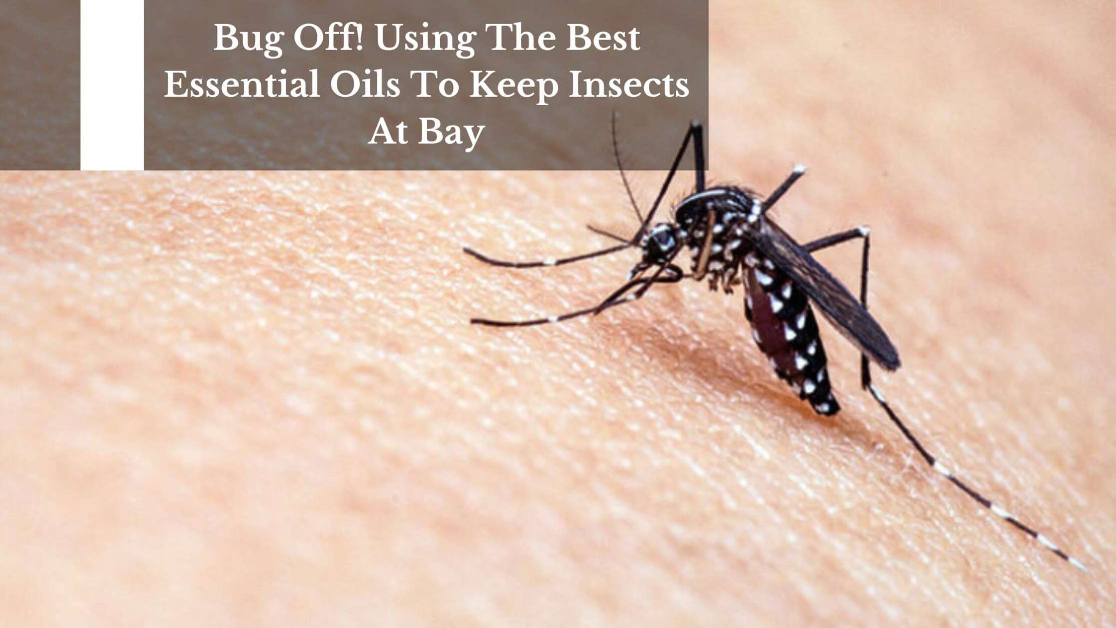 Bug Off! Using The Best Essential Oils To Keep Insects At Bay