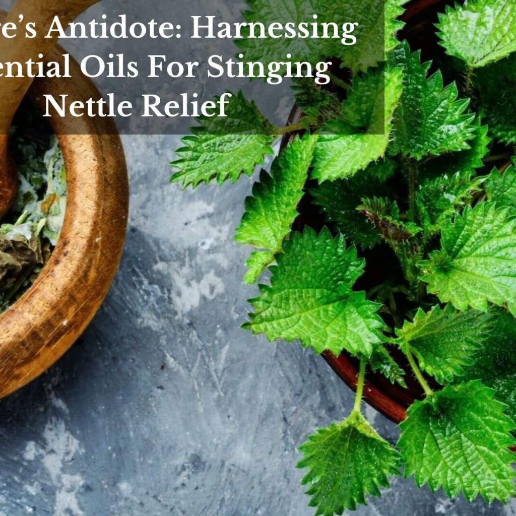 Nature’s Antidote: Harnessing Essential Oils For Stinging Nettle Relief